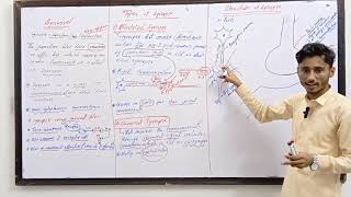 Synapse  Types of synapse  Mechanism of synapse Nervous System biologyclass12 mdcat [upl. by Celinka]