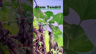 Bottle Gourd  Stem Tendrils Modification  Morphology of Flowering Plant bottlegourd shorts [upl. by Dobbins]