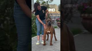 Cane Corso badshah kennel club foryou pitbull americanpittbull dogbreed foryouyoutube [upl. by Erreip]