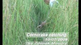 Corncrake for web [upl. by Llednyl]