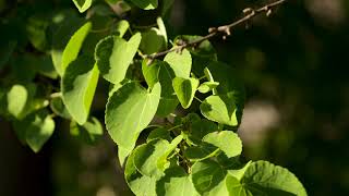 Cercidiphyllum japonicum  Katsura Tree [upl. by Damour]