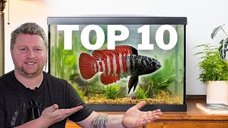 Top 10 UNIQUE Fish for a 10 Gallon Aquarium [upl. by Omoj]