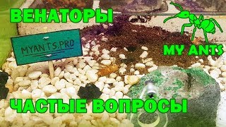 Harpegnathos venator Венаторы частые вопросы содержание формикарий [upl. by Strauss]