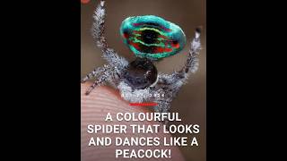 A colourful spider that looks and Dances like a Peacock 🕷️ [upl. by Akselaw332]