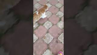 KEDİLERINIZ KARGADAN KORKUYORSA BEGENIN KORKMUYORSA ABONE OLUN [upl. by Eeuqram]