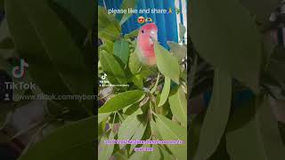 httpswwwyoutubecomBerrylovebirdchannel [upl. by Erdrich]