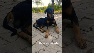 dear comrade good friends shorts youtubeshorts tncwellness gaumata dog doglover [upl. by Kcerred]