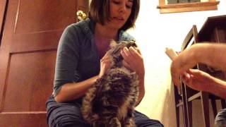 How to make a cat eat hairball gel [upl. by Ivek]