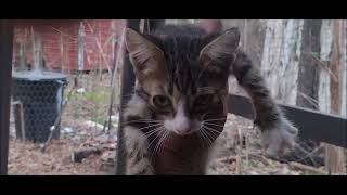 HOW I TREAT FERAL CATS FOR WORMS catland [upl. by Leibrag]