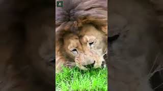 Lion Eating Grass  By timothyraymondphotography Ig [upl. by Daisey499]