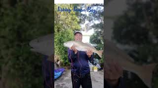 Fishing Tampa Bay fishing lakelifeisthebestlife fishingisacontactsport [upl. by Otte]