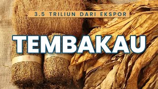 CUAN 35 TRILLIUN RUPIAH DARI EKSPOR TEMBAKAU   US210 MILLION TOBACCO EXPORT VALUE [upl. by Llennej567]