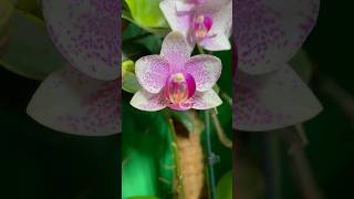 🌸💫💘from bud to flower Phalenopsis Orchid 🌸🌈💖 orchid orchids orchidea orquideas flowers [upl. by Ynnel]