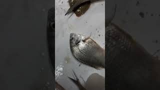 Sea bream 🙄food trending shots shotsvideo instagram instareels seafood fishing [upl. by Sineray]