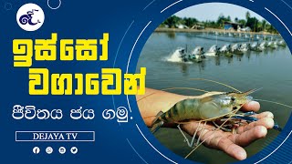 ඉස්සෝ වගාවෙන් ජීවිතය ජය ගමු  Sri Lanka  prawns farming  dejayatv [upl. by Myrvyn837]