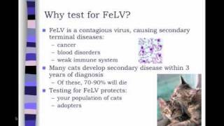 Feline Leukemia Virus FeLV Testing in Animal Shelters  conference recording [upl. by Bale988]