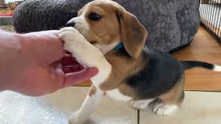 Cute beagle Puppy Barking amp Howling [upl. by Evyn]