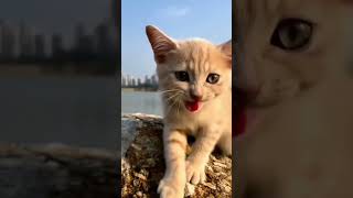 cat video  cat voice  cat sound  cat meowing [upl. by Aubert301]