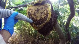 Recupero sciame dapi con aspirasciami  Bee swarm catch vacuum cleaner GoPro Hero 4 Silver HD 1080p [upl. by Atniuqal]