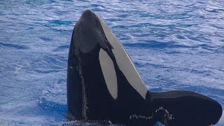 One Ocean with Tilikum BackFull ShowFull HD August 12 2015  SeaWorld Orlando [upl. by Deanne]