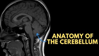 Anatomy of the cerebellum on MRI [upl. by Ennagem]