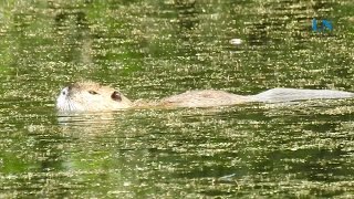 Seltener Nutria in Ratzeburg gesichtet [upl. by Yajet]