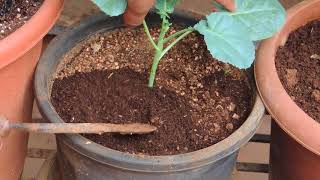 How to Add Fertilizer to Plants in a Container [upl. by Harima162]