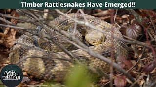 Timber Rattlesnakes Out Basking Western Maryland Herping for Turtles Snakes and Lizards [upl. by Brockwell]