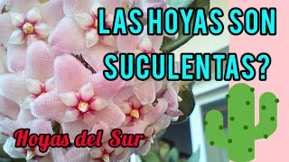 MI HOYA ES UNA SUCULENTA Metabolismo CAM Hoyas del Sur Clepias Nácar Flor de Cera [upl. by Kaden]