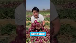 Estos agricultores chinos inteligentes están ganando millones cultivando col junto con cebollas [upl. by Luap982]