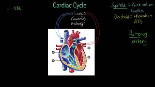 AQA GCSE PE Cardiac Cycle [upl. by Trudnak]