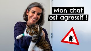 Mon chat est agressif  🐱 [upl. by Enohs]