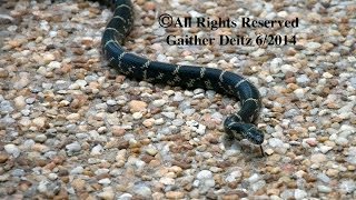 Friendly Snakes Wilmington NC KINGSNAKE  King Snake [upl. by Leiva]