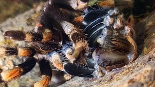 Tarantula Molting  Brachypelma Hamorii [upl. by Judsen169]