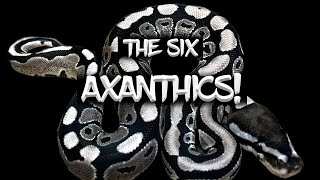 The Six Axanthic Ball Python Morphs [upl. by Hausmann]