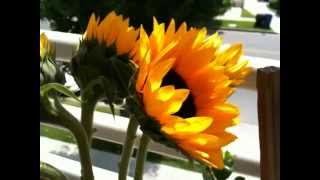 iPhone 3G S Video Test [upl. by Birdella]