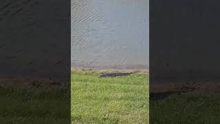 Alligator near my home after hurricane Milton filled up the swamp tight lines [upl. by Nickles488]