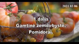 Gamtinė žemdirbystė Pomidorai 1 dalis [upl. by Cestar100]