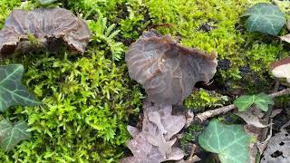 Auricularia mesenterica March12 2023 [upl. by Ellenad]