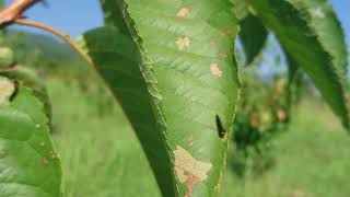 Cherry Leaf Eating Worm read description [upl. by Ethbun]