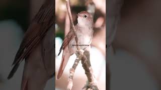 Nightingale bird singing very beautyfull birdsounds singingbirds shortsviral [upl. by Elka]