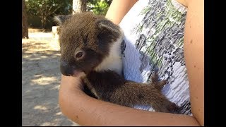 Heart Warming Moment Mum amp Joey Koala Reunite [upl. by Bolanger]