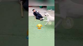 When Your Dog Starts Mocking Your Broken Leg Walk 🐾😂 MyPetsie [upl. by Ainezey801]