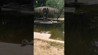 Chrocodile मगरमच्छ zoo patnazoo [upl. by Acey378]