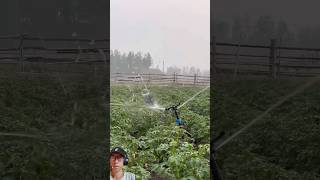 Irrigation system using rotary sprinkler instalation agriculturetechnology irrigationsystem [upl. by Ohcirej]