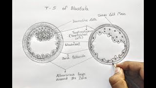 T S OF BLASTULA class 12 biology CBSE [upl. by Bick211]