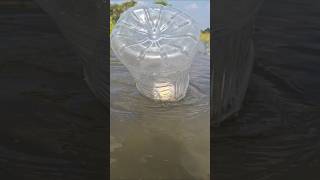 Catching big catfish by plastic bottle trap in pond water bottlehooktrapfishing hookfishing [upl. by Baptlsta755]