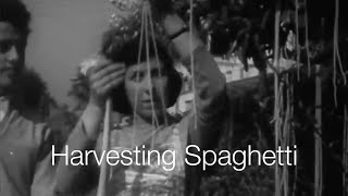 BBC SpaghettiHarvest in Ticino  Switzerland Tourism [upl. by Materse]