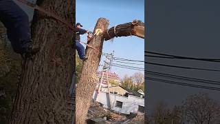 The process of cutting a tree trunk at a height using a chainsaw [upl. by Sivia410]