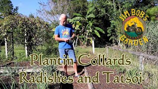 Plantin Collards Radishes and Tatsoi [upl. by Adolph]